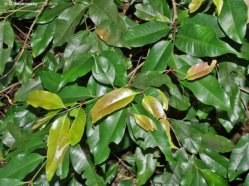 Syzygium nervosum